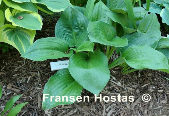 Hosta Lakeside Iron Man